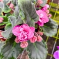 thumbnail image 4 of Florida House Plants Suncoast Coral Razz African Violet Live Plants in 4" Pot, 4 of 4