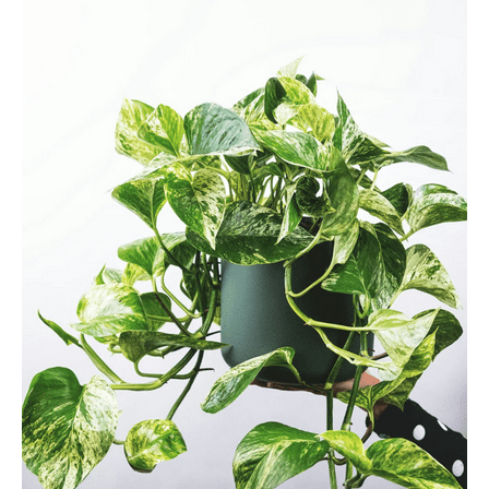 Golden Pothos Live for Planting, Variegated Pothos Plant 3-5 Inch Tall, Pothos Vines Plant 4 Inches Potted House Plant Indoors Live, Indoor House Plant