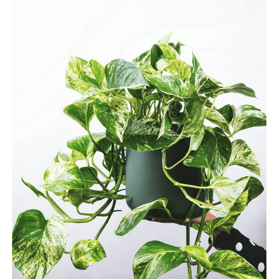 Golden Pothos Live for Planting, Variegated Pothos Plant 3-5 Inch Tall, Pothos Vines Plant 4 Inches Potted House Plant Indoors Live, Indoor House Plant