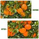 thumbnail image 2 of Malla protectora para árboles frutales EaseThrift 3,7 x 3,7 m de alta resistencia con cierre de cremallera, 2 of 6