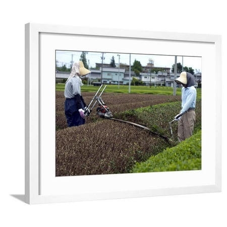 Green Tea Farmers Pruning Tea Bushes in the Makinohara Tea Fields of Shizuoka Prefecture, Japan Framed Print Wall