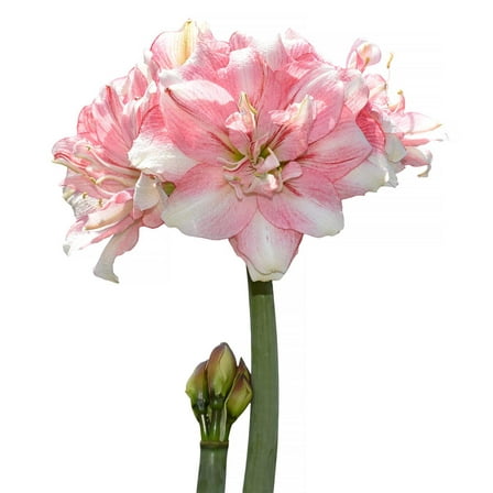 Tika Disco Amaryllis - 28-32 cm bulb