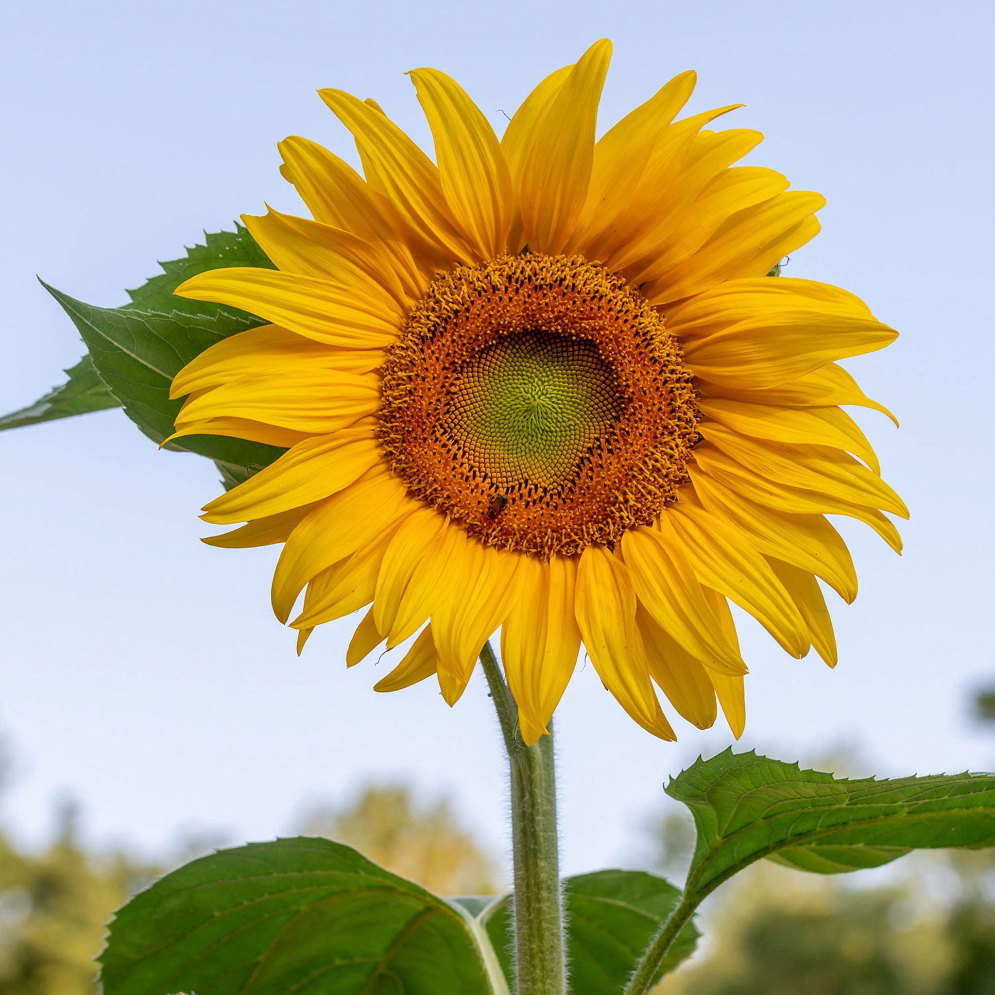 Burpee Mammoth Org - Tournesol