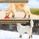 thumbnail image 5 of Calcetines antideslizantes BRI para perros en caqui talla L, 5 of 5