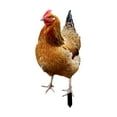 thumbnail image 2 of Estatua de pollo perfecl escultura de Animal estaca de jardín 33x152x01 cm, 2 of 8