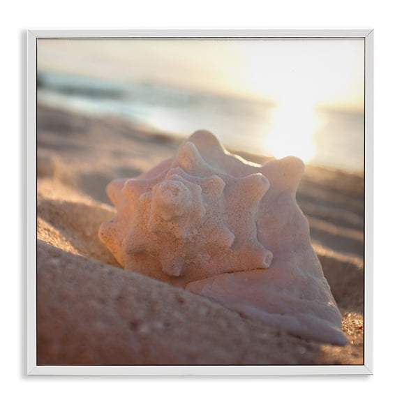 Stupell Industries Tropical Sunlit Conch Shell White Framed Giclee Art, 24 x 24, by Susan Bryant