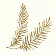 thumbnail image 2 of Paschke, Chris 26x26 Black Ornate Wood Framed with Double Matting Museum Art Print Titled - Gilded Fern IV, 2 of 4