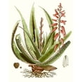 thumbnail image 2 of Unknown 26x32 White Modern Wood Framed Museum Art Print Titled - Antique Aloe I, 2 of 4