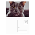 thumbnail image 1 of Animal Big Eye Gato gris Unbranded Set cumpleaños tarjeta postal 20pcs, 1 of 3