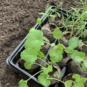 Jiffy 36 Cell Greenhouse Seed Starter Kit with 50mm Peat Pellets