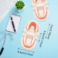 thumbnail image 2 of 2 Pack Dental Adult Standard Teeth Model Fake Denture Mouth Teeth Model Typodont Demonstration Denture Model for Kids Dentist Students Teach Studying Displaying Supplies, 2 of 7