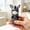 multicolor Size P1, variant on Staron Cute Press Button Toy Set, Monkey Donkey Cow Voice Activated Fidget Toys, Desk Ornaments for Kids Adults with Safe ABS Material for Home Office Classroom