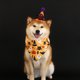 thumbnail image 3 of Disfraces De Halloween Para Gatos Y Perros Sombrero De Murciélago Y Pañuelo De Calabaza Para Perros Disfraz De Halloween Para Mascotas Y Cachorros Para Gatos Perros Pequeños Y Medianos Ropa Para Fie, 3 of 3