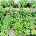 thumbnail image 3 of 4 Live Catnip Plants, Catnip Mint Plants for Home Garden, Containers Growing, Size 3 to 6 Inch Starter Plants, No Pot, Well Rooted, 3 of 6