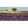 thumbnail image 2 of Krahmer, Frank 18x11 Gold Ornate Wood Framed with Double Matting Museum Art Print Titled - Lavender field and almond tree, Provence, France, 2 of 4