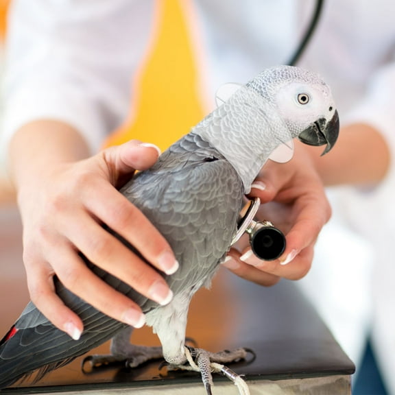 WEUVEB Bird Collar for Plucking Macaw Acrylic 1Set for Parrot Care