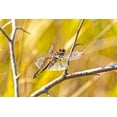 thumbnail image 2 of Jaynes Gallery 14x11 Black Ornate Wood Framed with Double Matting Museum Art Print Titled - USA-Colorado-Boulder Dragonfly on stem, 2 of 4