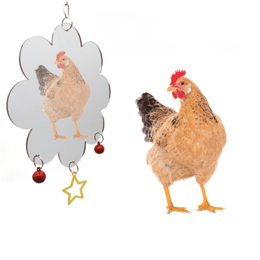 ﻿ Mygeromon Hanging Chicken Toys for Coop Acrylic Mirror with Bells Star Pendant for Rooster/Parrot(18×6.3in）
