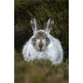 thumbnail image 2 of Art.com Mountain Hare (Lepus Timidus) in Winter Coat, Scottish Highlands, Scotland, United Kingdom, Europe Stretched Canvas Print Wall Art by Ann & Steve Toon, 16" x 24", 2 of 4