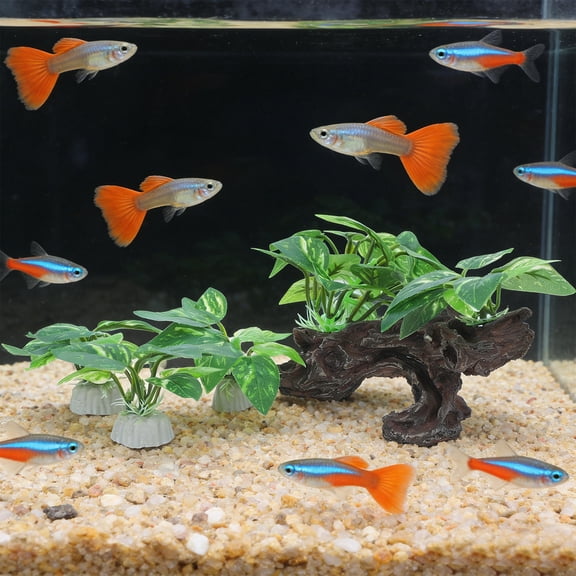 HAMPPLIES 4 Pieces Natural Driftwood Aquarium Decor for Fish , Freshwater Cave Shelter and Habitat