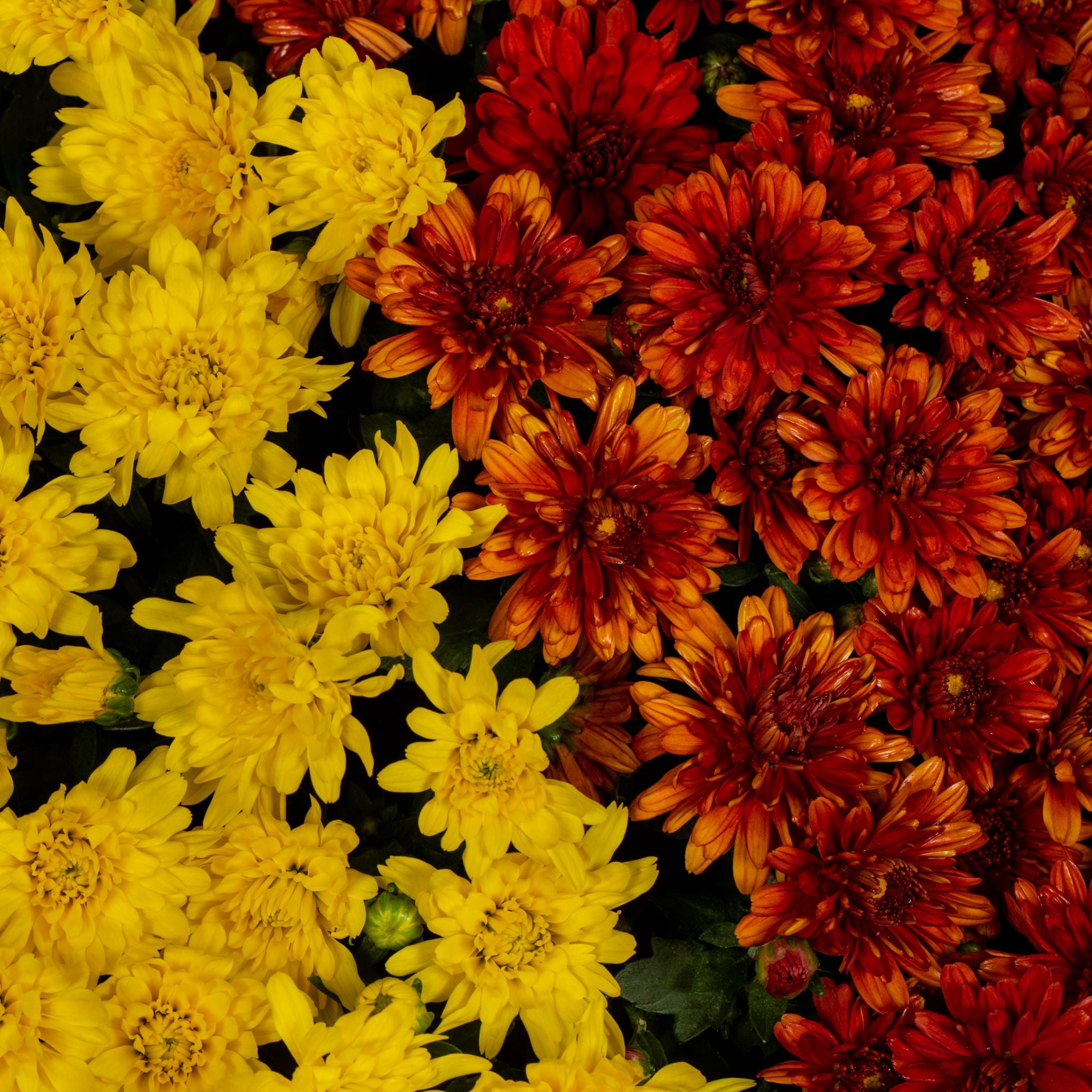 Better Homes & Gardens 3QT Orange Yellow Mum Live Plant Containers Made Easy Pot Sun