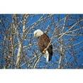 thumbnail image 2 of CafePress - Magnificent Bald Eagle Mug - 11 oz Ceramic Mug - Novelty Coffee Tea Cup, 2 of 4