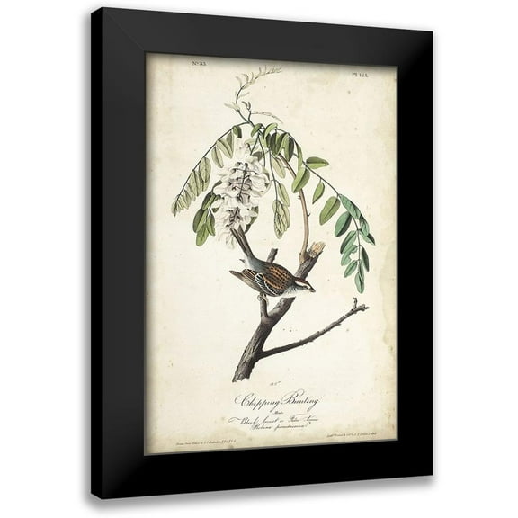Audubon, John James 11x14 Black Modern Framed Museum Art Print Titled - Delicate Bird and Botanical I