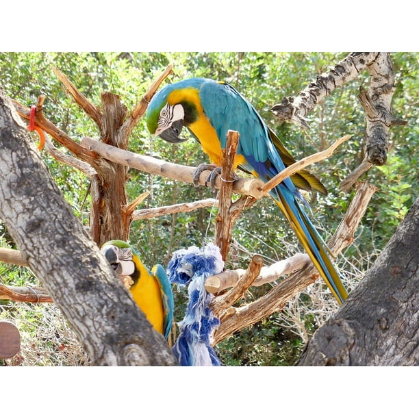 Download Parrot Colorful Bird Exotic 12 Inch By 18 Inch Laminated Poster With Bright Colors And Vivid Imagery Fits Perfectly In Many Attractive Frames Walmart Com Walmart Com