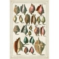 thumbnail image 3 of Albertus Seba 17x24 Black Modern Wood Framed Wall Art Titled - Grand Seba Shells III, 3 of 5