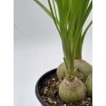 thumbnail image 6 of Florida House Plants Baby Ponytail Palms Live Plants in 4" Pot, 6 of 6