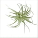 thumbnail image 5 of Tillandsias, bromelias y plantas aéreas artificiales sin macetas para decoración de interiores Suculentas artificiales en paquete de 2, 5 of 6
