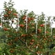 thumbnail image 3 of Cadena de lluvia decorativa, varilla giratoria repelente de pájaros de 8 piezas, plateada reflectante y portátil Rojo Verde Cocina, Decoración y Otros, 3 of 5