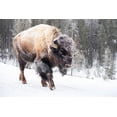 thumbnail image 2 of The Yellowstone Collection 18x13 Gold Ornate Wood Framed with Double Matting Museum Art Print Titled - Frost-covered Bison near Frying Pan Spring, Yellowstone National Park, 2 of 4