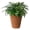 Terra Cotta, variant on Algreen Olympus 20" Self-Watering Planter, 100% Recycled Black Resin