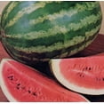 thumbnail image 4 of 100 CRIMSON SWEET WATERMELON Citrullus lanatus Fruit Melon Seeds, 4 of 4