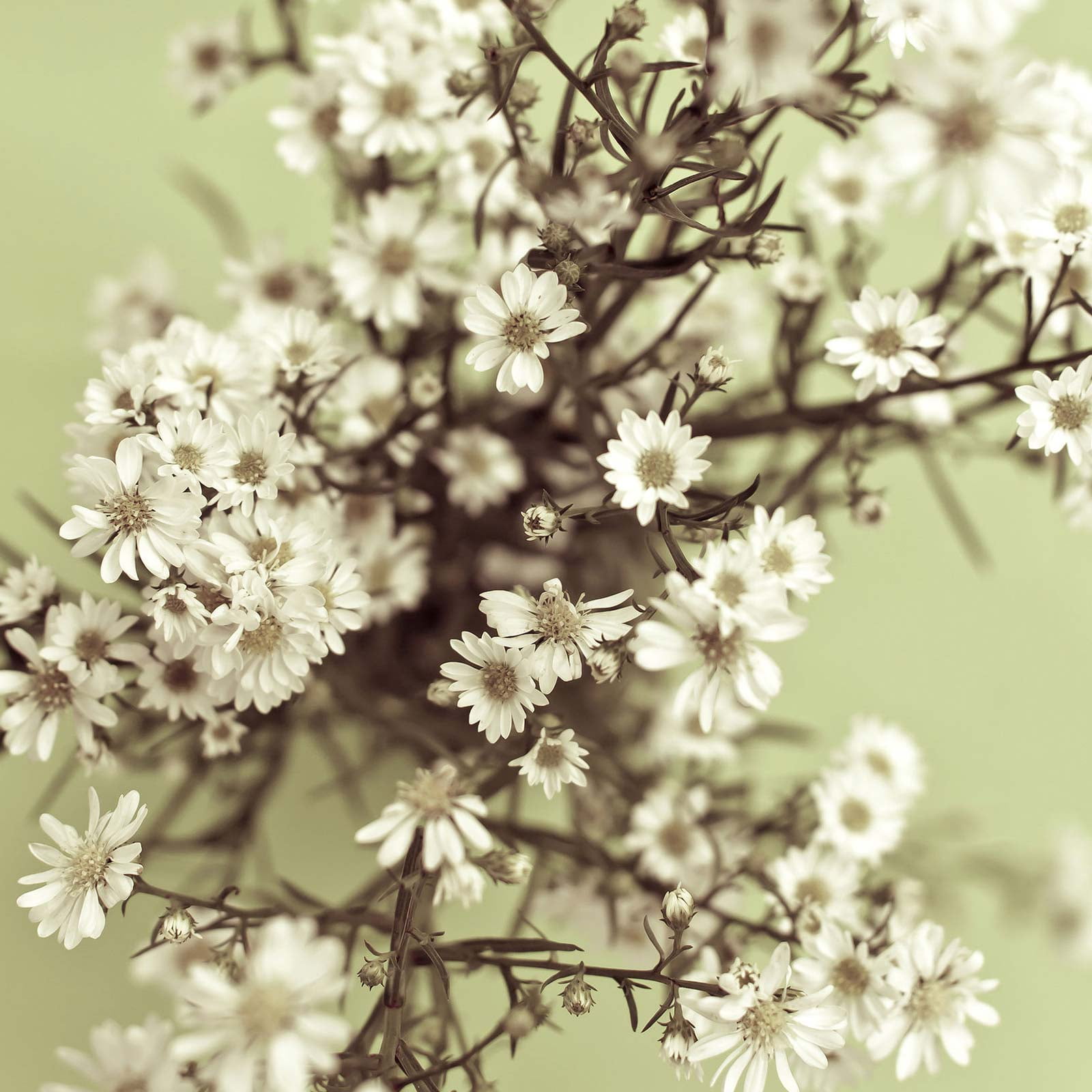 Covent Garden Gypsophila Seeds Baby S Breath 1 Oz Annual Flower Gardening Seed Gypsophila Elegens Walmart Com Walmart Com Covent Garden Gypsophila Seeds Baby S Breath 1 Oz Annual Flower Gardening Seed Gypsophila Elegens Walmart Com Walmart Com
