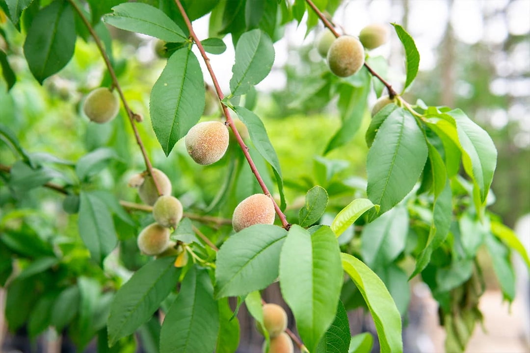 Flordaking Peach 4-5ft Tall, Delicious Fruit Live Plants, Heavy Fruit Producer