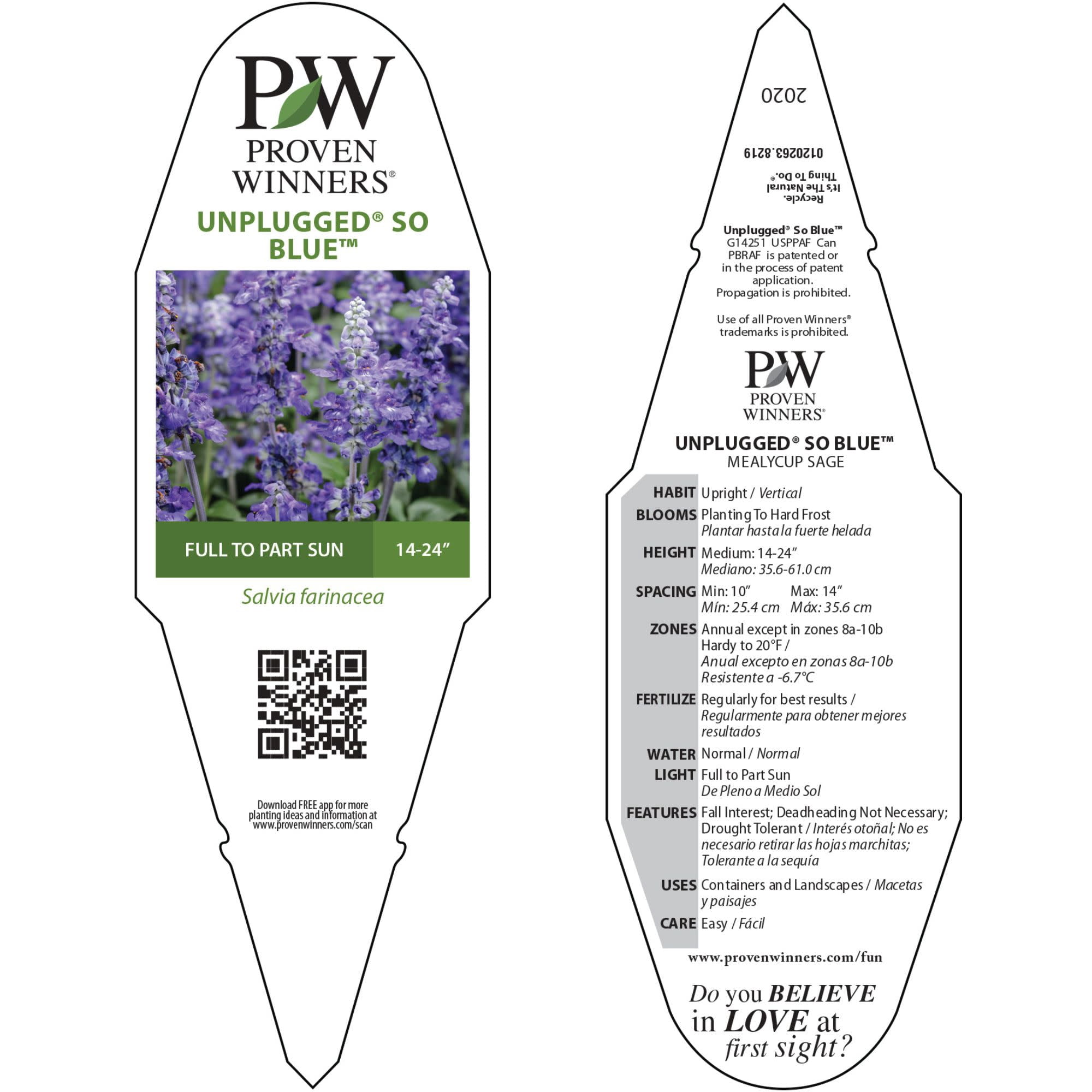 Proven Winners 8" Unplugged So Blue Mealycup Sage Live Plant in 6.5" Pot