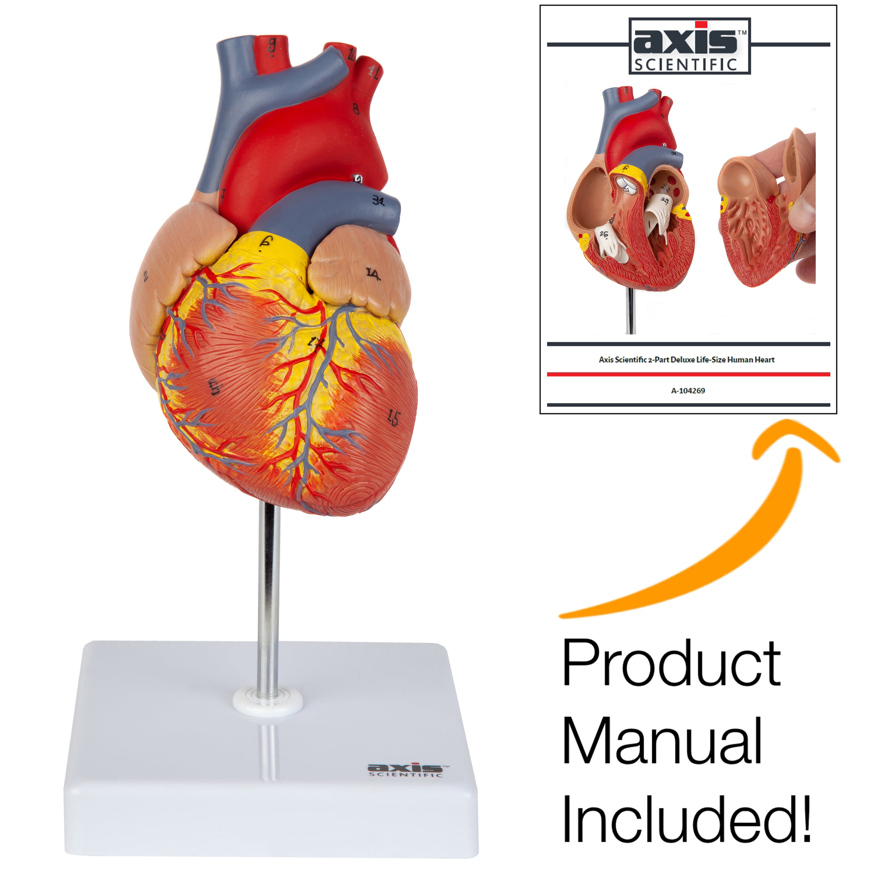 Axis Scientific Heart Model, 2-Part Deluxe Life Size Human Heart Replica with 34 Anatomical Structures, Held Together with Magnets, Includes Mounted ...