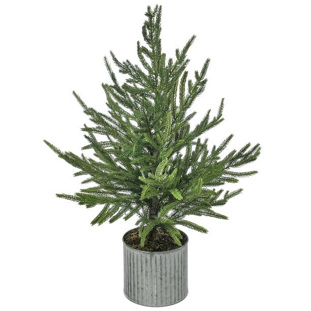 Living Christmas Trees For Sale Near Me 