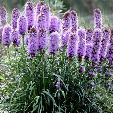 

5 Bulbs Liatris Bulbs Balcony Roots Decoration Tubers Perennial Long Flowering Period Garden Liatris Spicata Bulbs