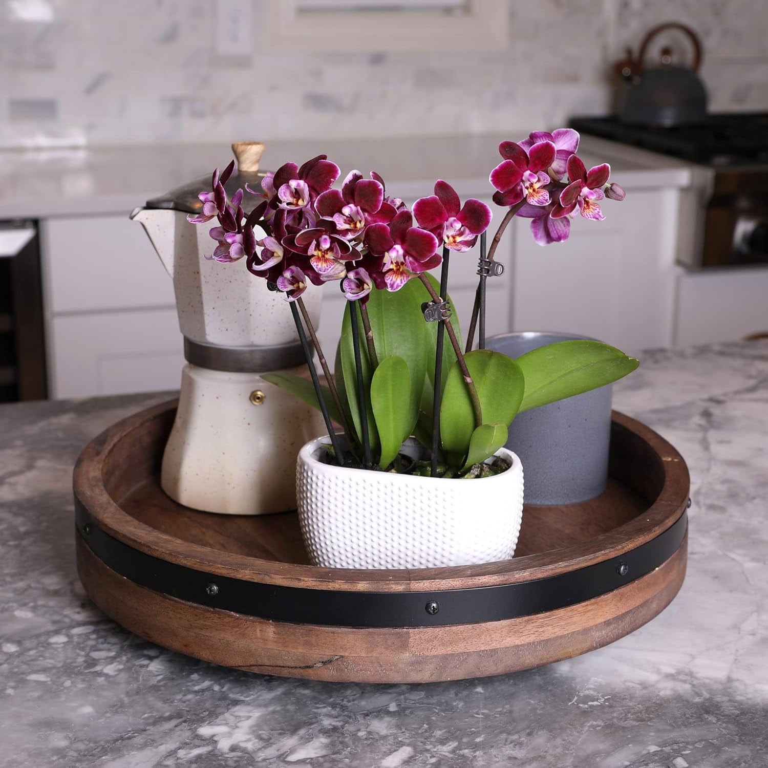 Just Add Ice 6-10" Dark Purple Mini Orchid Duo Live Plants in 4" White Ceramic Planter, House Plant