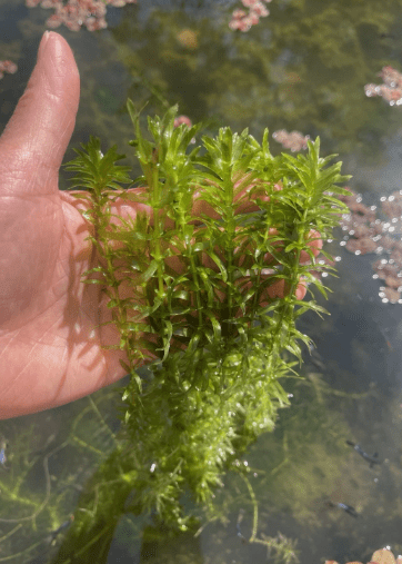 Combo Pack of 6 Species Live Aquarium Plants for Freshwater Fish Tanks, Easy Live Aquatic Plants Bundle for Betta Shrimp Guppy Aquarium