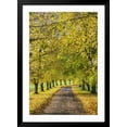 thumbnail image 2 of Art.com Avenue of autumn beech trees with colourful yellow leaves, Newbury, Berkshire, England Photographic Print by Stuart Black, Black Frame Wall Art, 32" x 44", 2 of 5