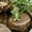 Green, variant on YYDENG Adorable Resin Climbing Squirrel Statue with Realistic Details for Garden Patio Outdoor Decoration and Whimsical Landscape Accent