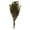 Basil, variant on Vickerman 16-22" Natural Cotton Phylica Flower, 4-5 oz Bundle, Preserved