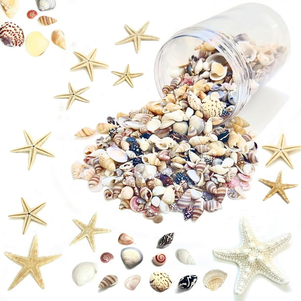 Juego de conchas marinas de 1500 unidades y estrellas de mar para decoración y manualidades