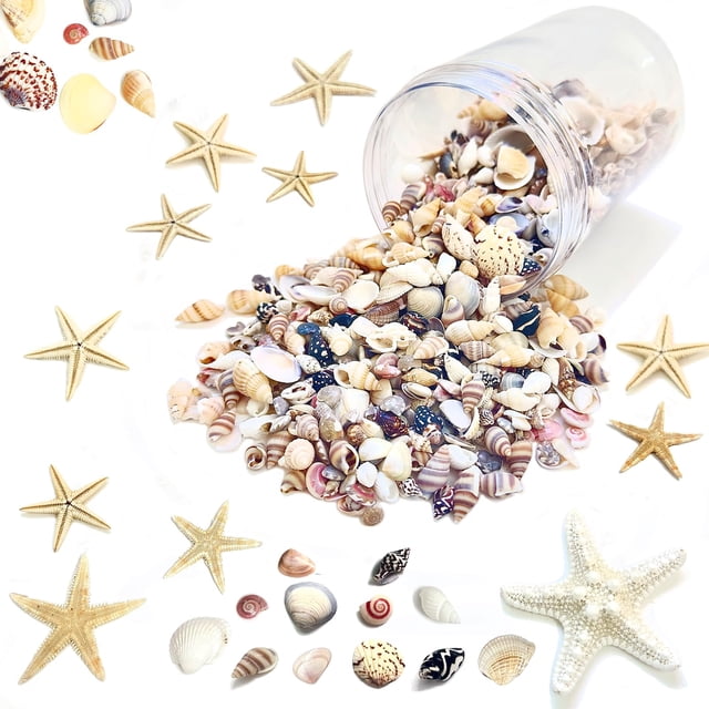 Juego de conchas marinas de 1500 unidades y estrellas de mar para decoración y manualidades