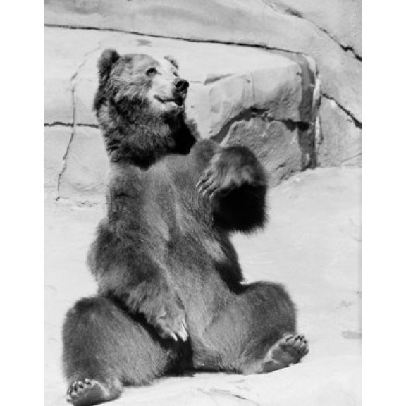 Kodiak Bear in zoo Canvas Art -  (18 x 24)