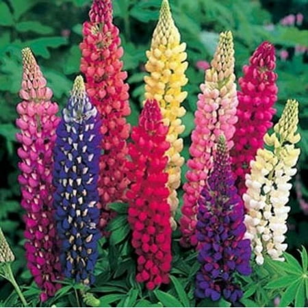 Lupine Russell Strain Mixture Nice Garden Flower 50 (Best Flower Seeds To Plant In Summer)